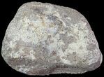 Hadrosaur Toe Bone - Alberta (Disposition #-) #71671-1